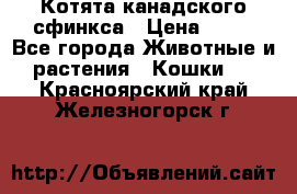 Котята канадского сфинкса › Цена ­ 15 - Все города Животные и растения » Кошки   . Красноярский край,Железногорск г.